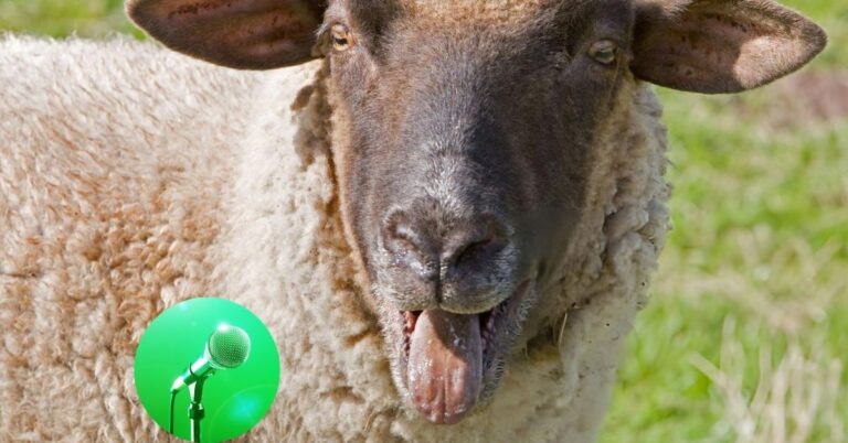 Are Dorper sheep loud