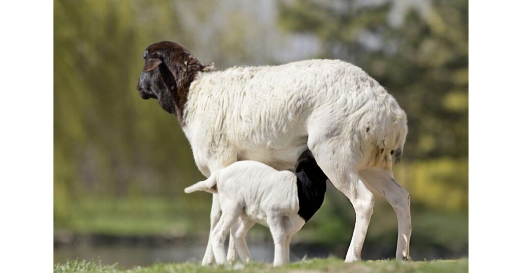 Dorper Sheep Mothering Ability
