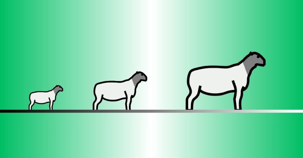 How Long Do Dorper Sheep Live