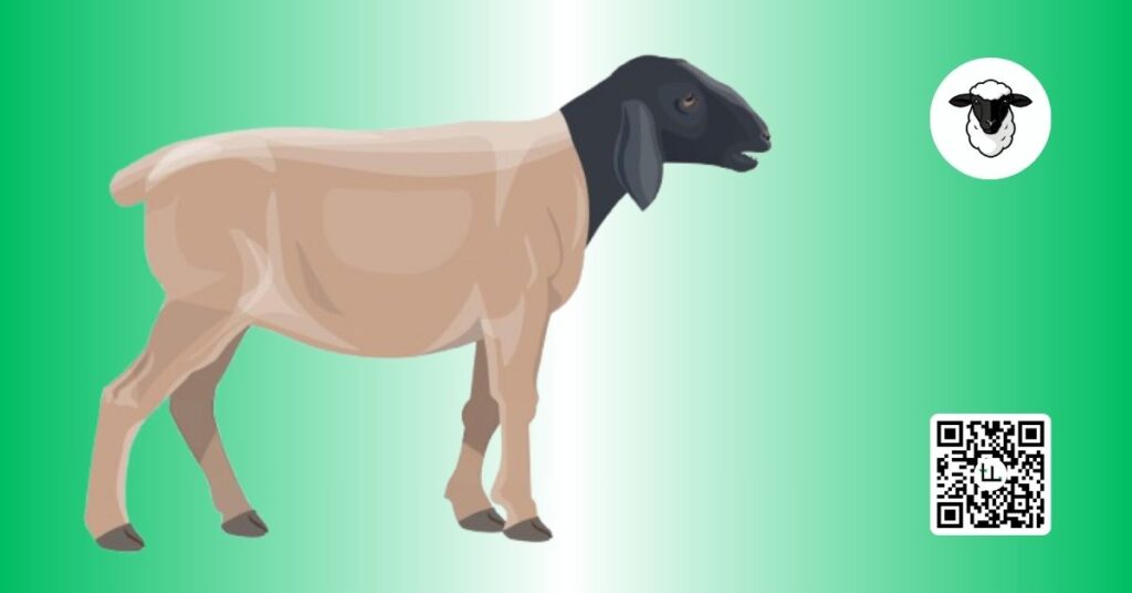 What Are Dorper Sheep Africa’s Ultimate Meat Breed Explained