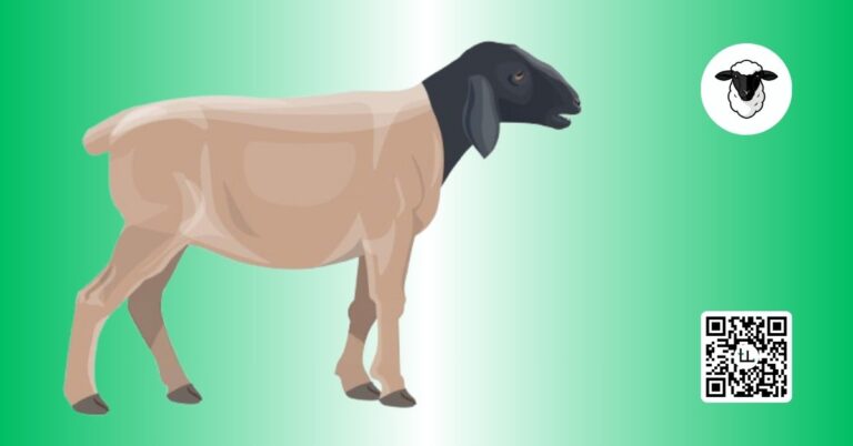 What Are Dorper Sheep Africa’s Ultimate Meat Breed Explained