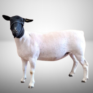 What Is a Dorper Ewe
