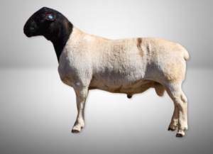 What Is a Dorper Ram