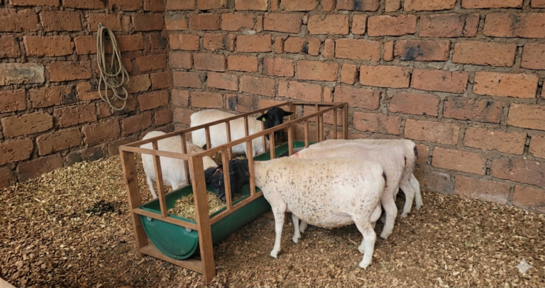 Are Dorper Sheep Easy to Raise