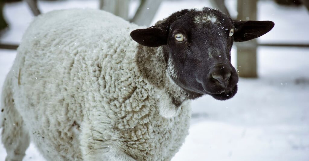 Are Dorper Sheep Hardy