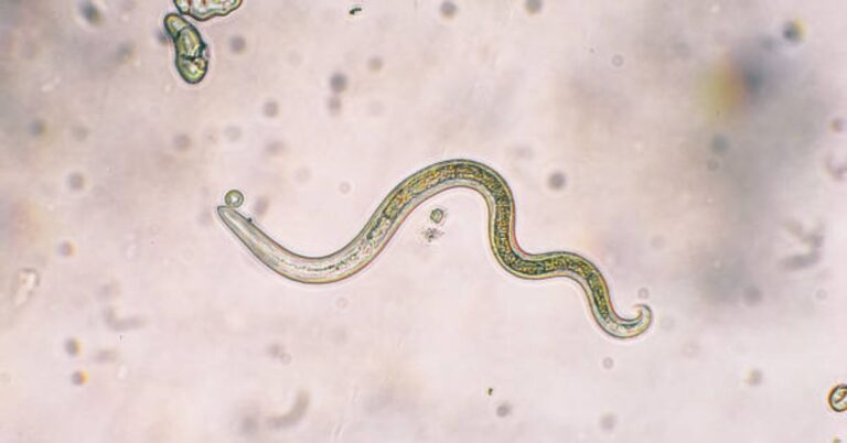 Are Dorper Sheep Parasite Resistant
