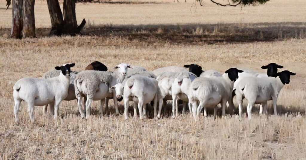 Dorper Lambing Percentage