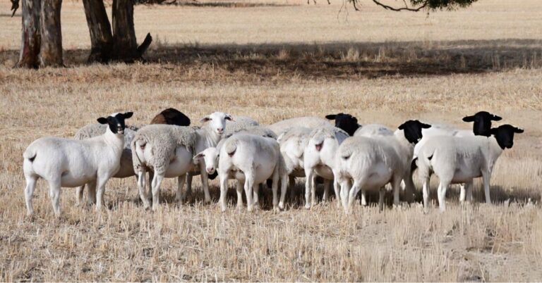 Dorper Lambing Percentage