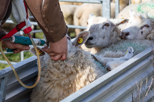 Dorper Sheep Deworming Schedule