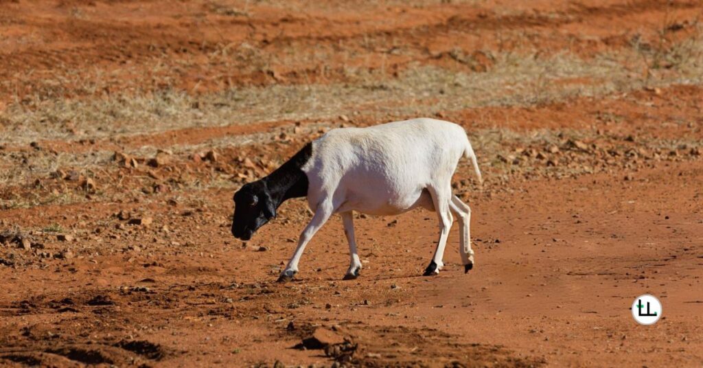 Dorper Sheep Gestation Period