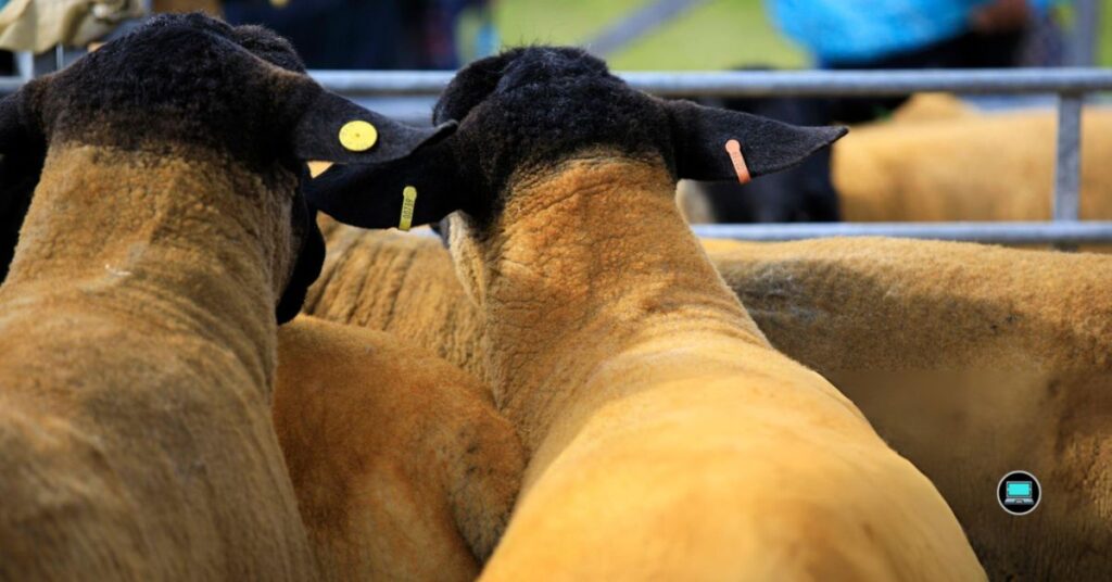 Dorper Sheep Management Records