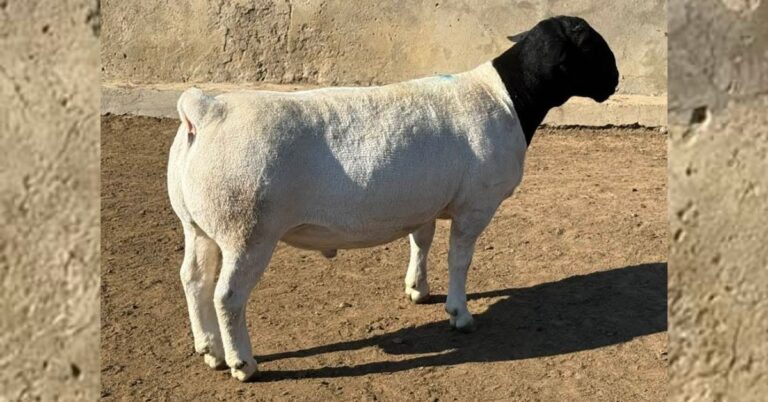 Dorper Sheep Pedigree Records