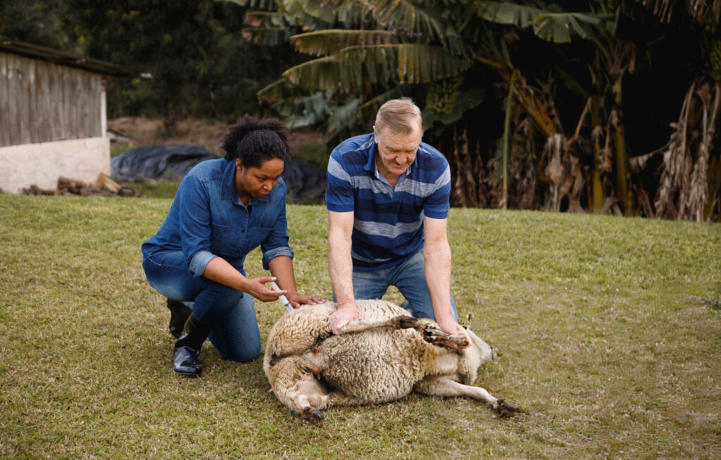 Dorper Sheep Vaccination Programme