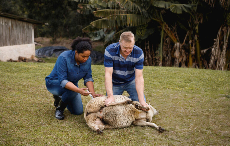 Dorper Sheep Vaccination Programme
