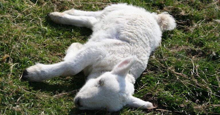 Dorper lamb mortality causes
