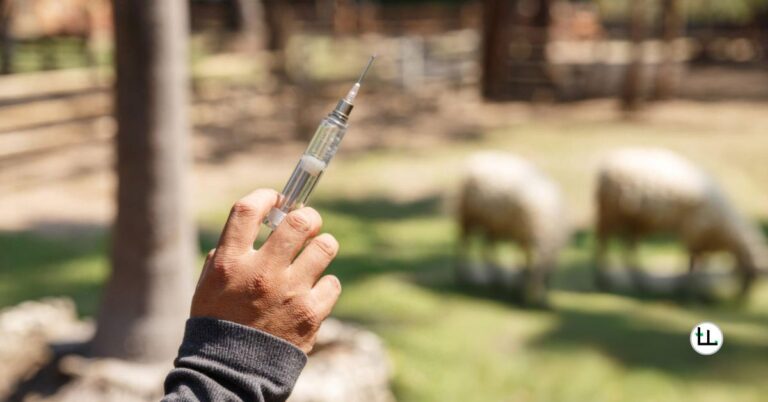 Pneumonia in Dorper Sheep