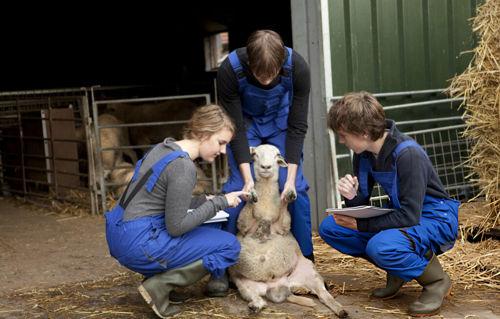 What Are the Disadvantages of Dorper Sheep