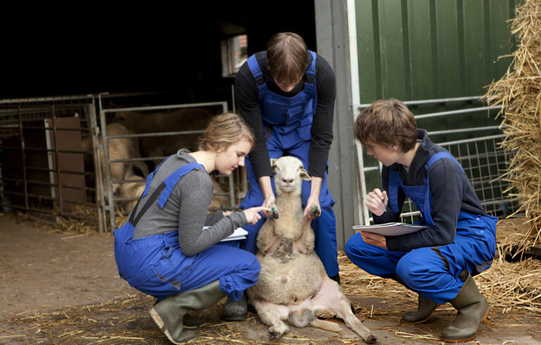 What Are the Disadvantages of Dorper Sheep