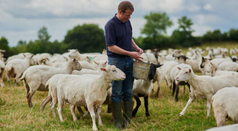 What Do Dorper Sheep Eat