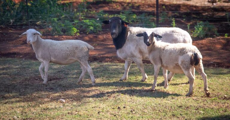 What Do Dorper Sheep Produce