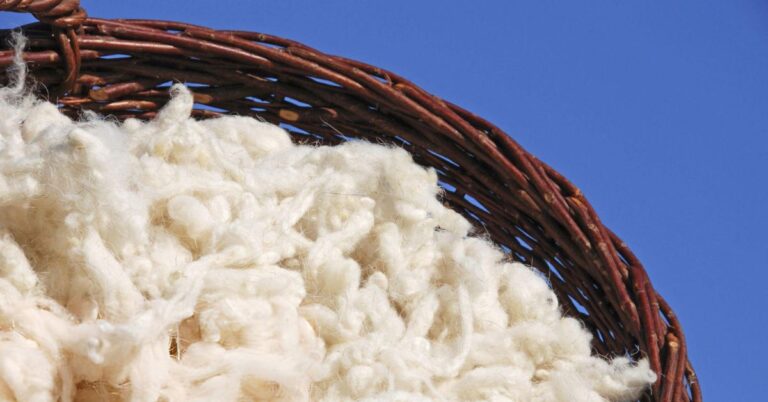What Is Dorper Sheep Wool Used For
