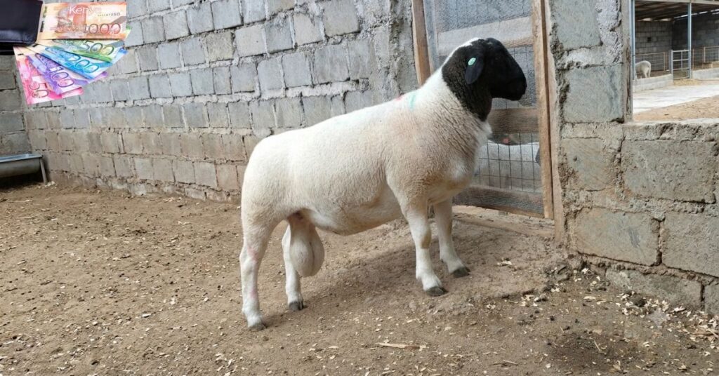 are dorper sheep profitable