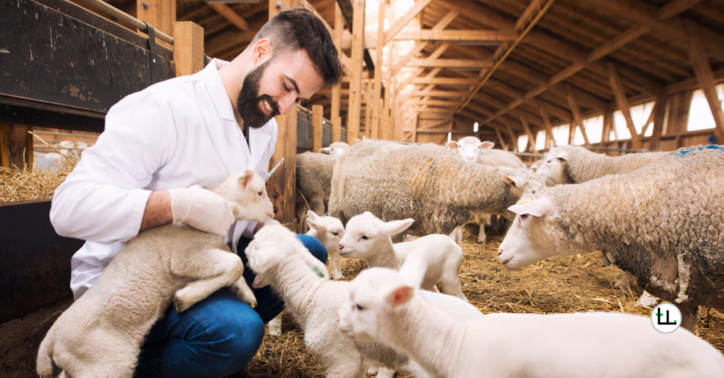 common Dorper sheep diseases