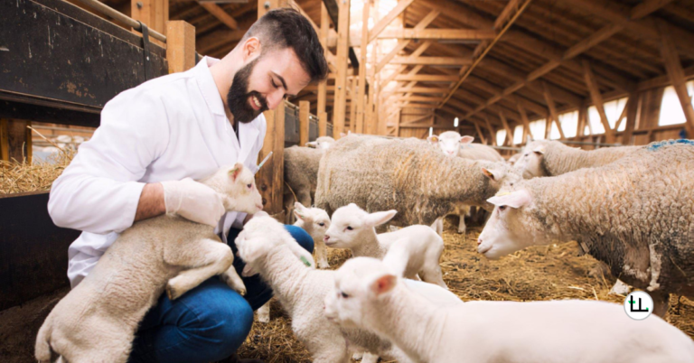 common Dorper sheep diseases