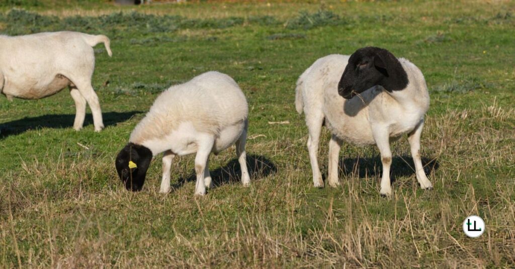 dorper-crossbreeding-benefits