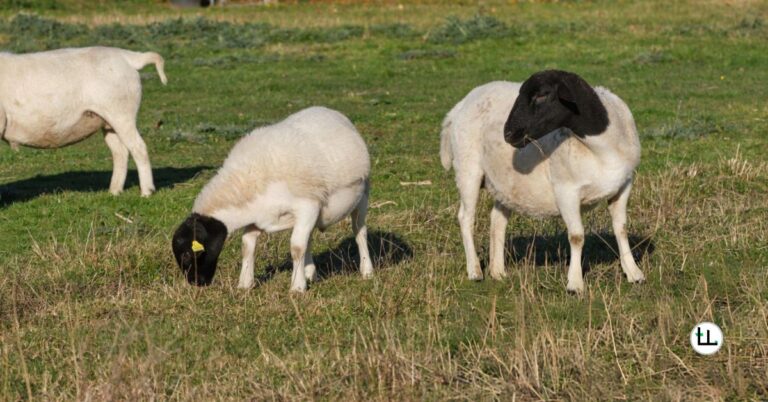 dorper-crossbreeding-benefits