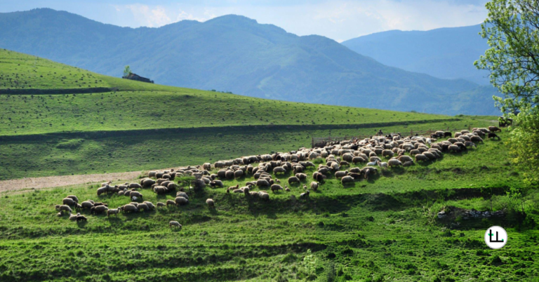 pasture management for Dorper sheep