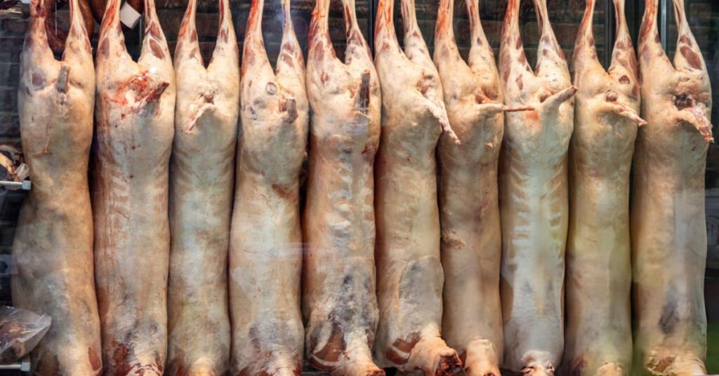 what age to butcher dorper sheep
