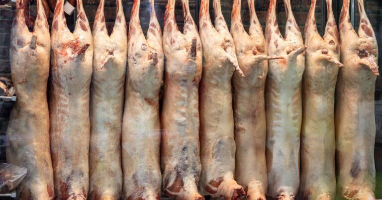what age to butcher dorper sheep