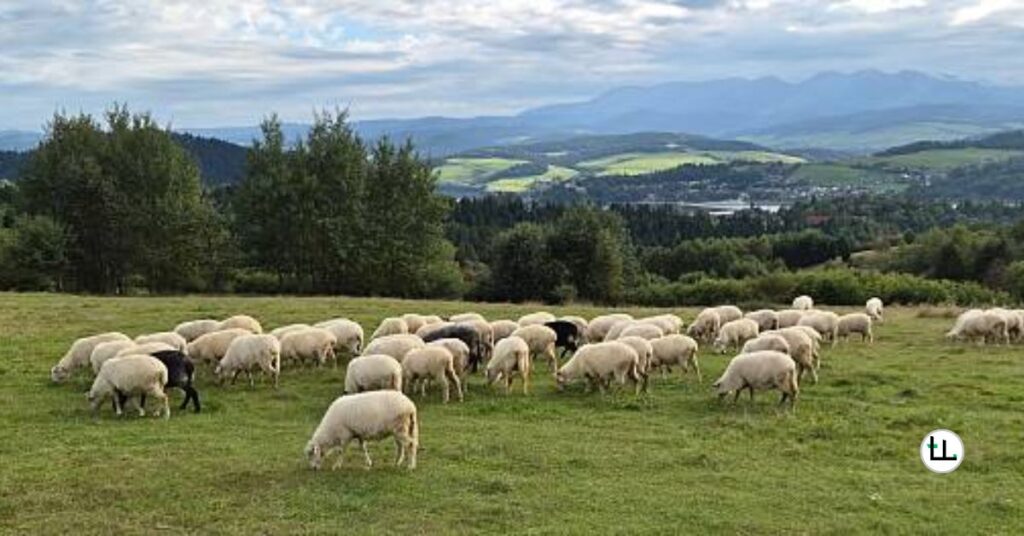 Dorper Sheep Stocking Rate Per Acre