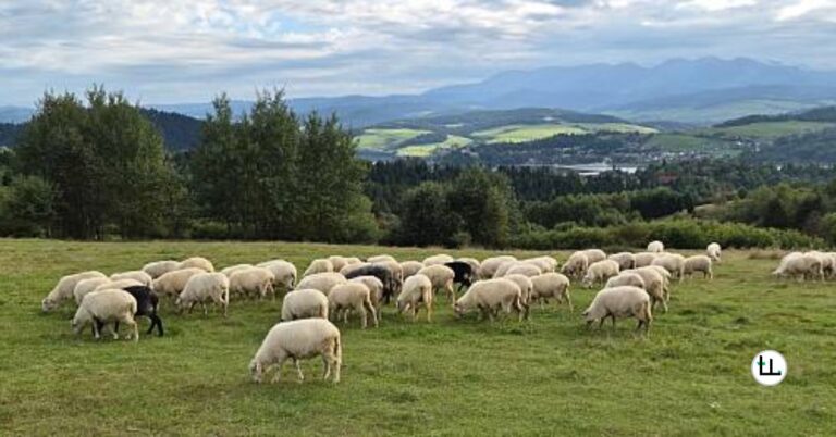 Dorper Sheep Stocking Rate Per Acre