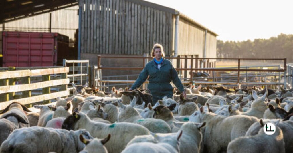 Dorper sheep housing requirements