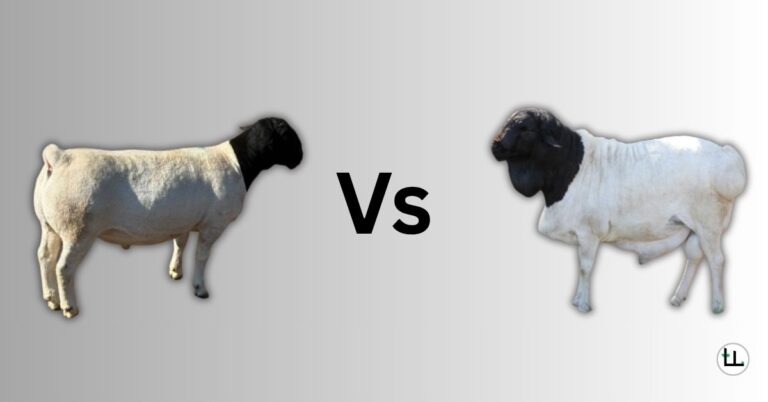 Dorper vs Blackhead Persian sheep