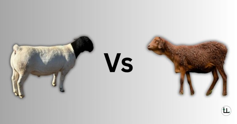 Dorper vs Red Maasai sheep
