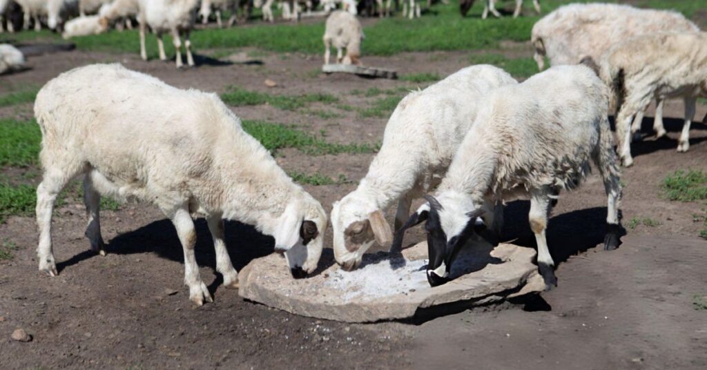 Mineral Supplementation for Dorper Sheep