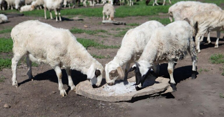 Mineral Supplementation for Dorper Sheep