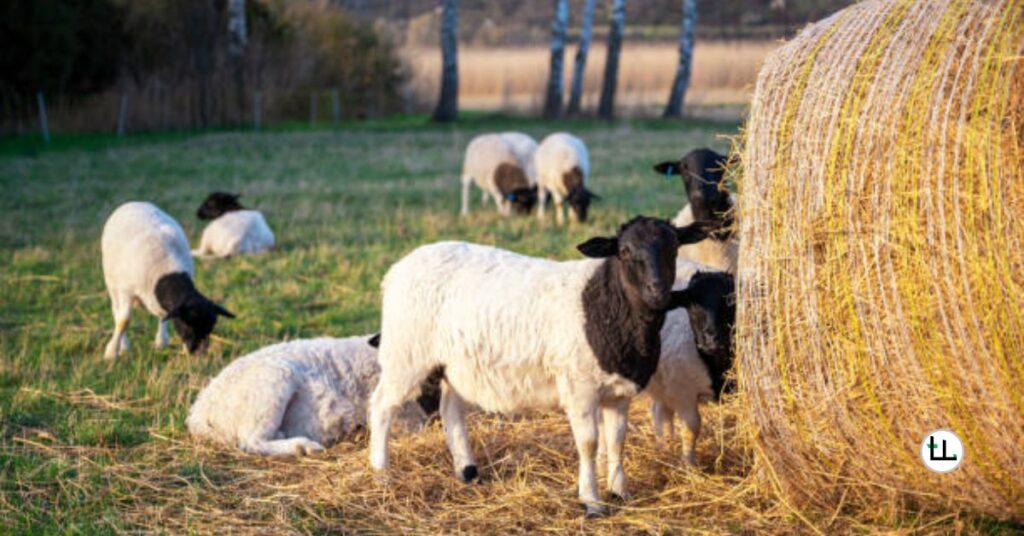 Silage for Dorper Sheep
