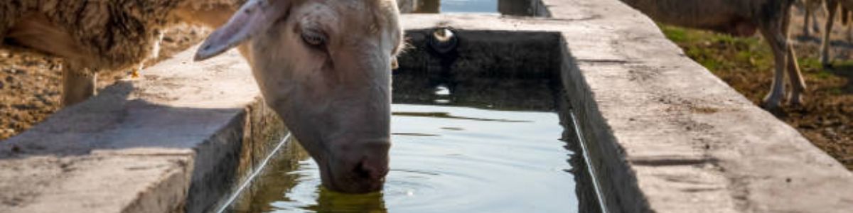 The Importance of Water for Feed Efficiency, Dorper Sheep Feed Conversion Ratio