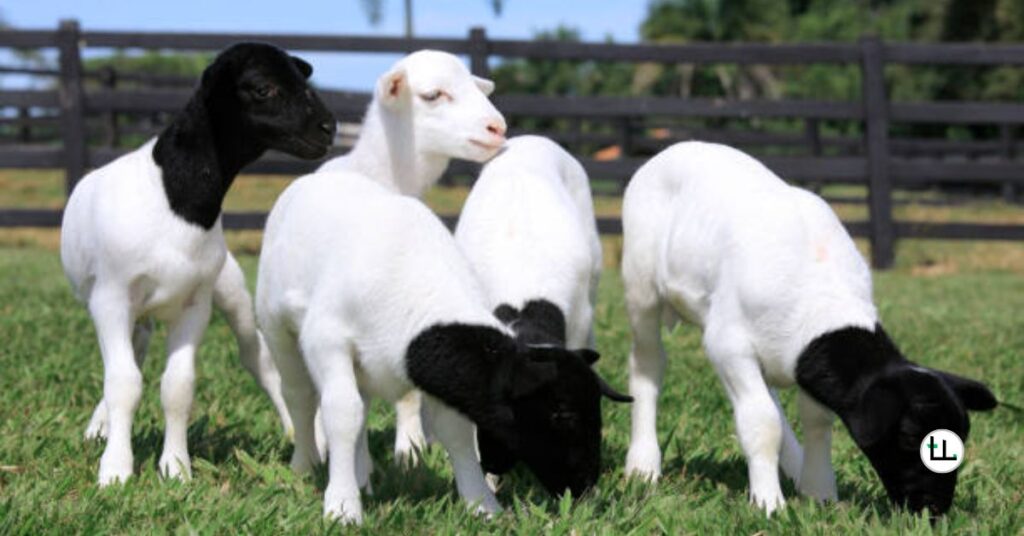 Weaning Age for Dorper Lambs