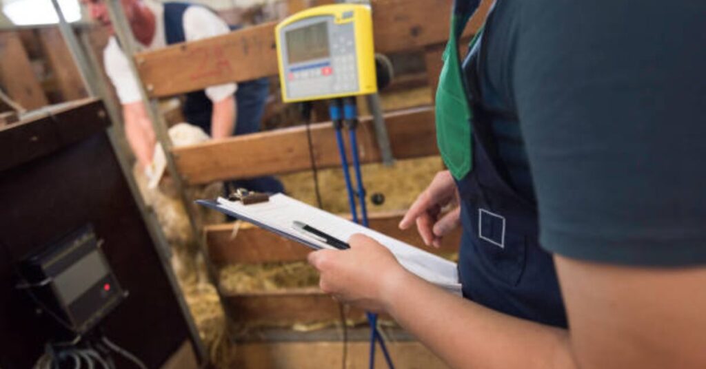 What Do Dorper Sheep Weigh