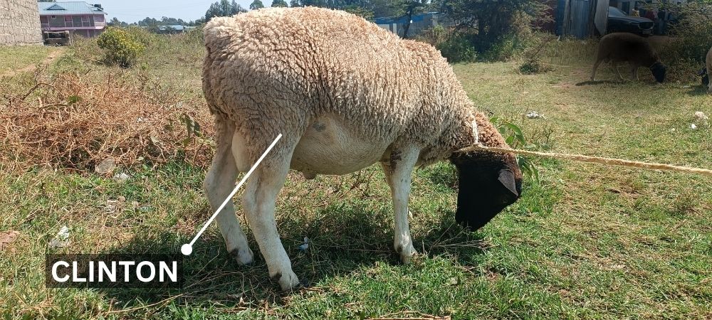 Pedigree Dorper Sheep From Tetherlink Consulting
