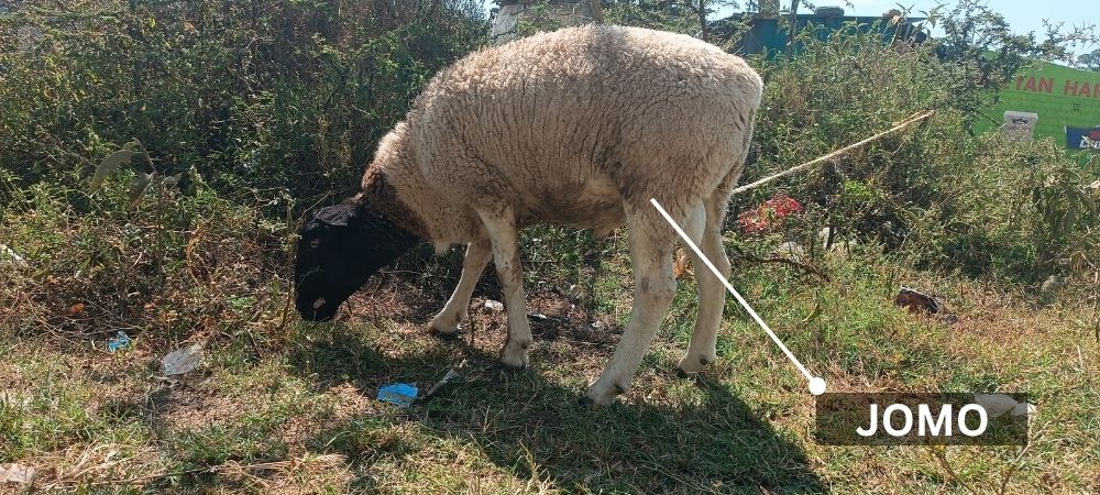 Jomo-Pedigree Dorper Sheep From Tetherlink Consulting